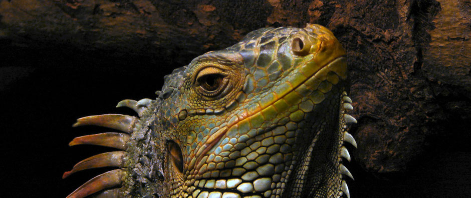 Iguanas vs Serpientes La escena mejor filmada de la historia de los documentales