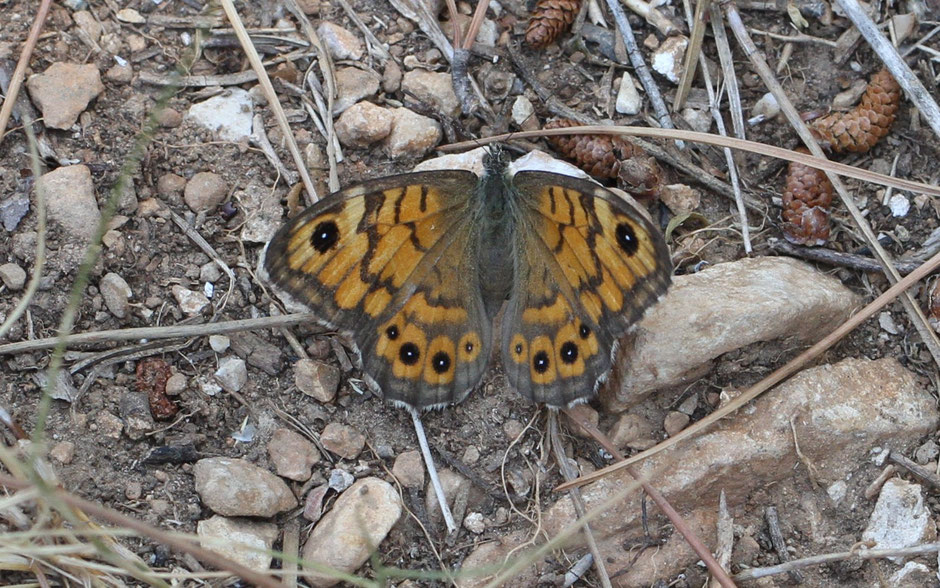 Male - Juillet - Hautes Alpes (05)