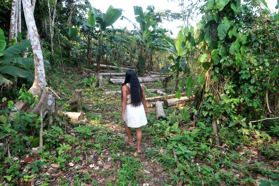 By doing the harvesting and managing of the fields, the women are often the ones who have the most knowledge of plants (photo by Stéphen Rostain).