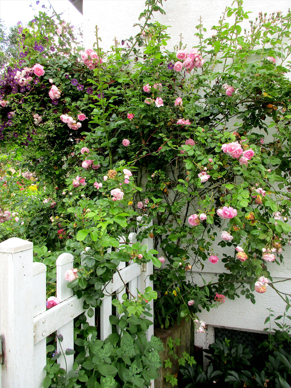 Offene Garten 2019 Offene Garten In Rheinland Pfalz