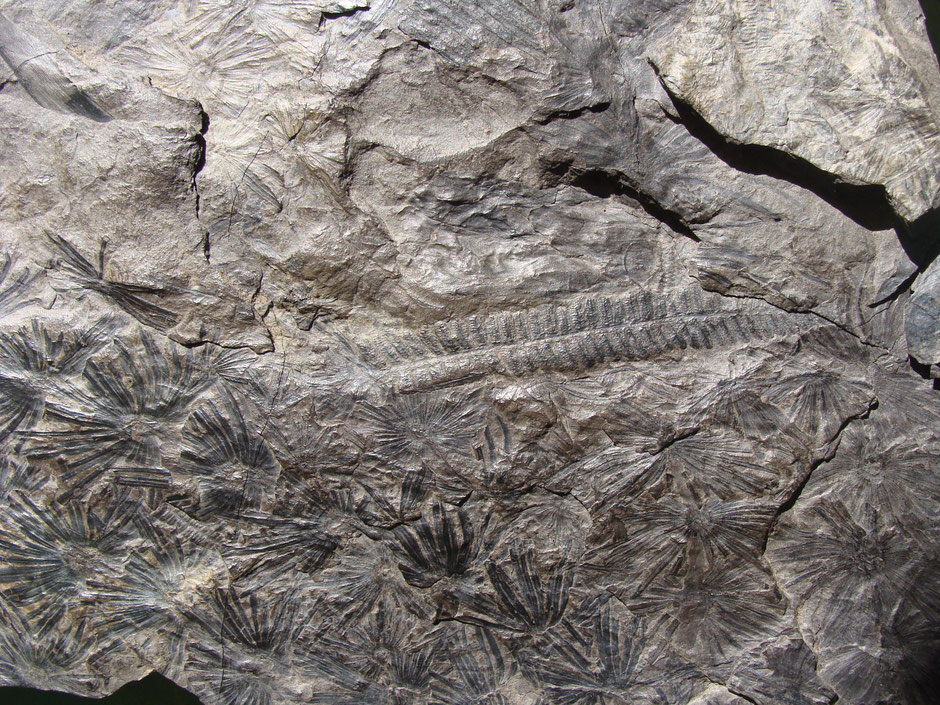 Empreinte de fougères et d'Annularia sur schiste houiller. Epoque Carbonifère , environ 300 à 350 millions d'années. (récolte JGD)