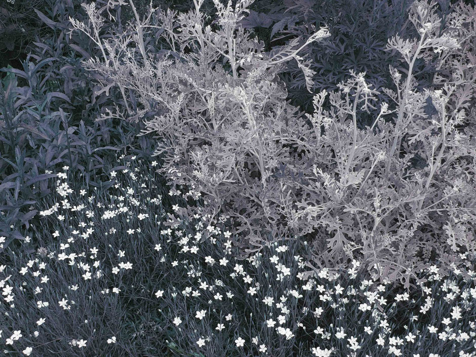 Poème floral (jardins de Giverny)