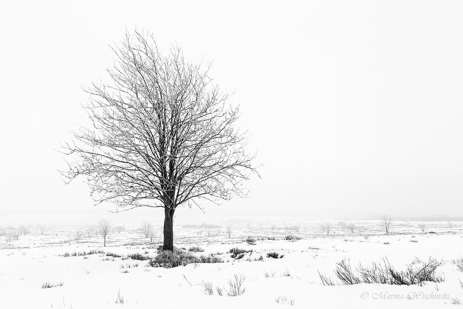 s/w Variante vom Winterlichen Baum, in Schneelandschaft