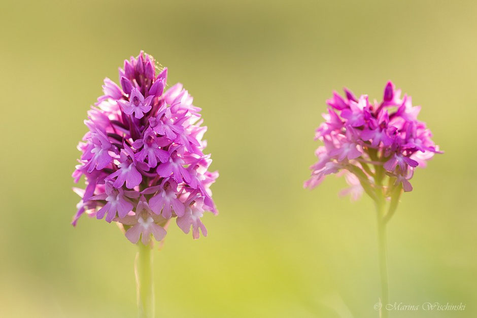 - Pyramiden-Hundswurz (Anacamptis pyramidalis), Spitzorchis oder auch Pyramidenorchis genannt