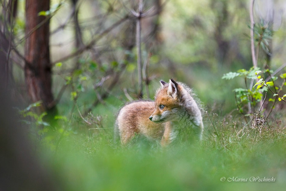 Rotfuchs-Welpe (Vulpes vulpes)