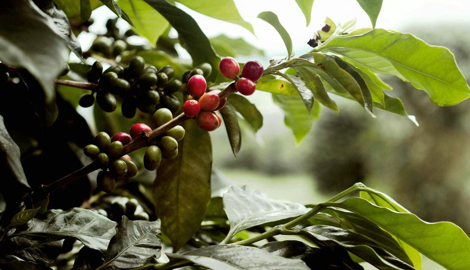 Tagestour zur Kaffeefinca, Kaffeeprozess & Zipline/Canopy