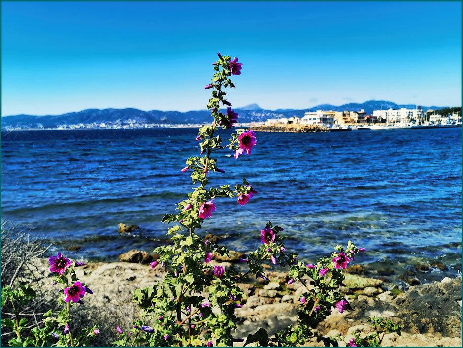 Vista a Palma desdeSon Veri