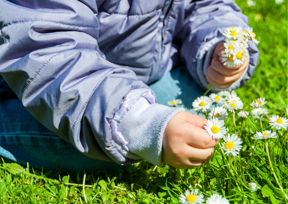 Gänseblümchen Kinderhand