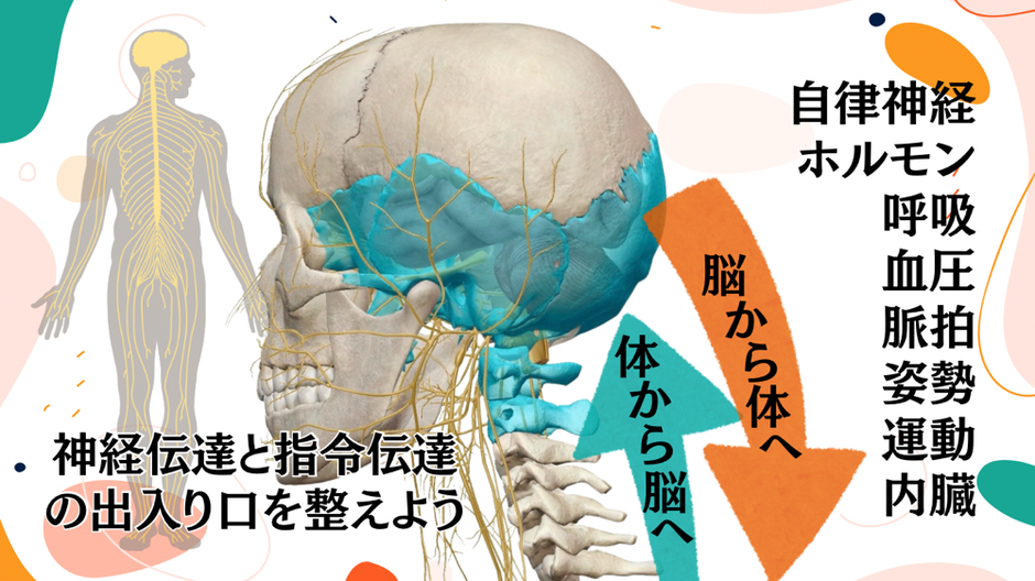自然整体ウツロイ,姪浜整体,福岡市整体,福岡市カイロプラクティック,頭蓋骨,矯正,調整