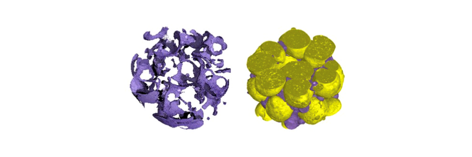 Image: three dimensional view of a biofilm (purple) on biolite beads (yellow) obtained at the ESRF facility