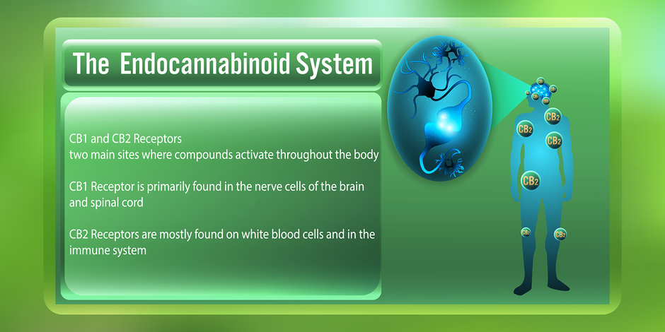 Radiant Reality Nutrition Blog | 5 health benefits of CBD | The Endocannabinoid System