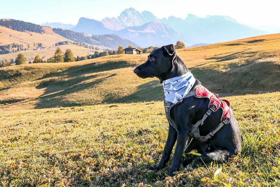 Bergurlaub mit Hund, Wandern mit Hund, Urlaub mit Hund , Wandern in Südtirol