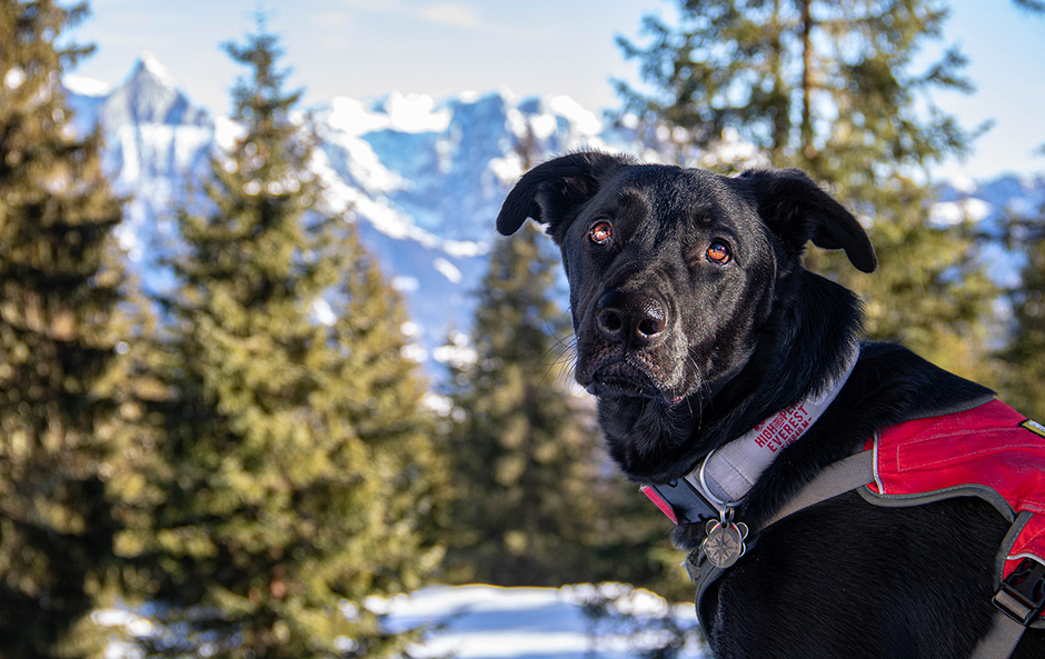 Hochkönig Mandlwände Salzburg Bergurlaub mit Hund, Bergurlaub mit Hund, Wandern mit Hund, Urlaub mit Hund 