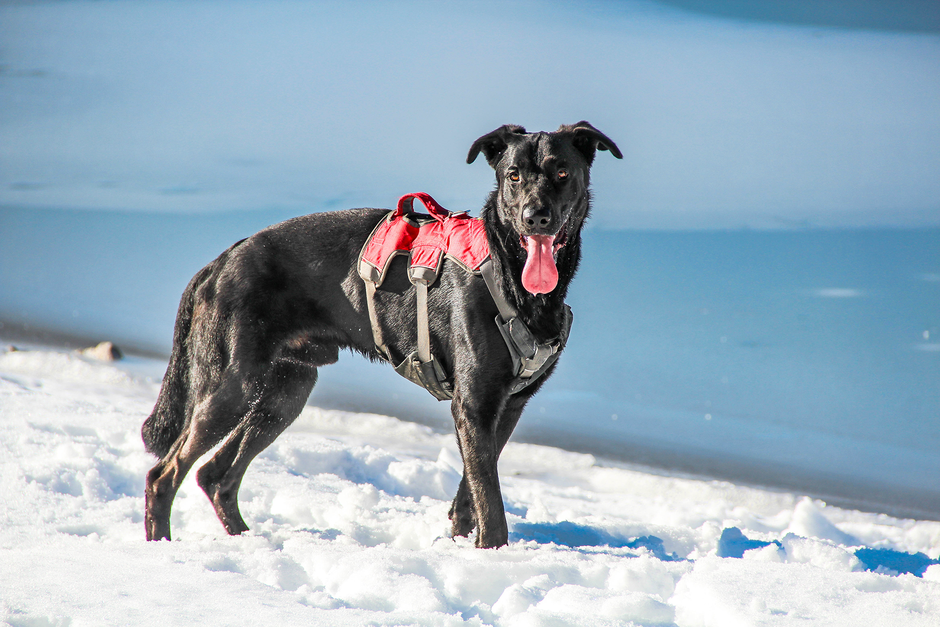 Bergurlaub mit Hund, Wandern mit Hund, Urlaub mit Hund 