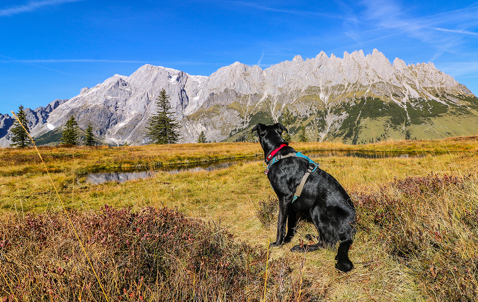 Hochkönig Mandlwände Salzburg Bergurlaub mit Hund, Bergurlaub mit Hund, Wandern mit Hund, Urlaub mit Hund 