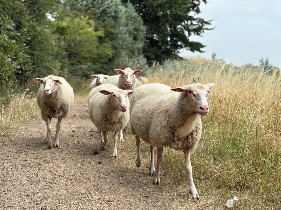 Onze kudde Zeeuws melkschapen op de wallen in Veere - Walcheren Zeeland