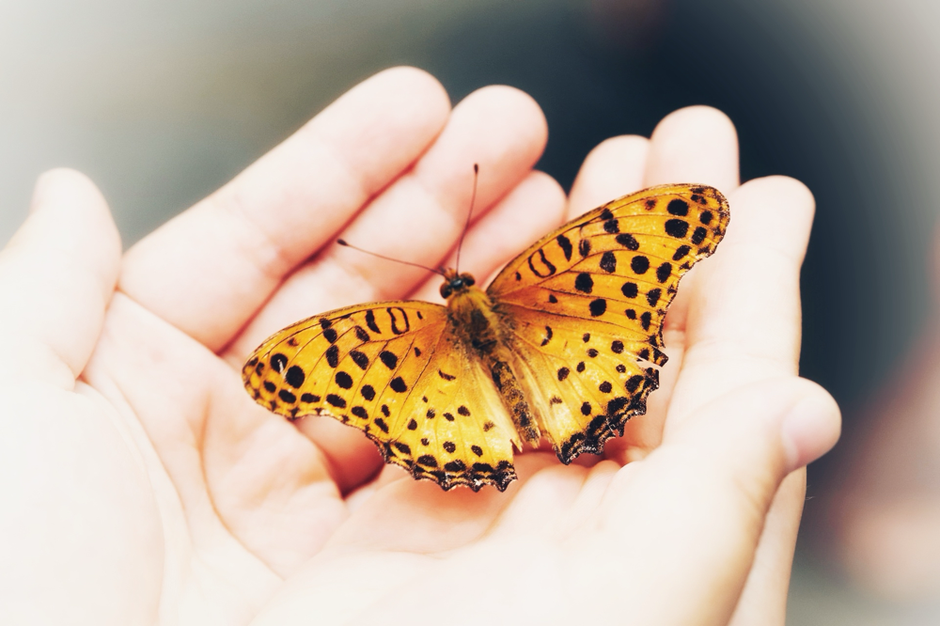Ein gelber Schmetterling mit Punkte. Frei wie ein Schmetterling sein. Verhaltenstherapie und Psychotherapie in Gladbeck