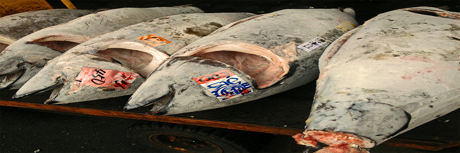 マグロの種別とその特徴 うまさ 特殊漁場マグロ専門店の丸吉水産