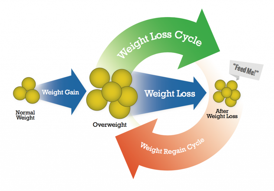 New fat cells are created, but not destroyed