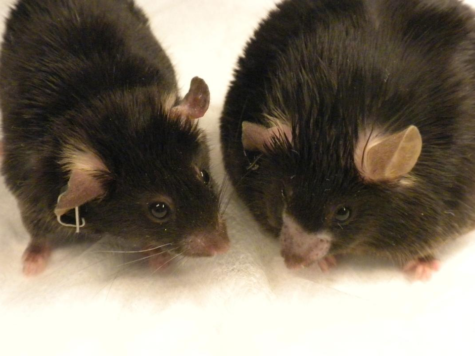 Researchers have known for decades that one of the best ways to make a mice obese for experiments is to feed them a diet of vegetable seed oils.