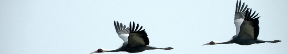 foto: pixabay, bearbeitung www.schwebend.net