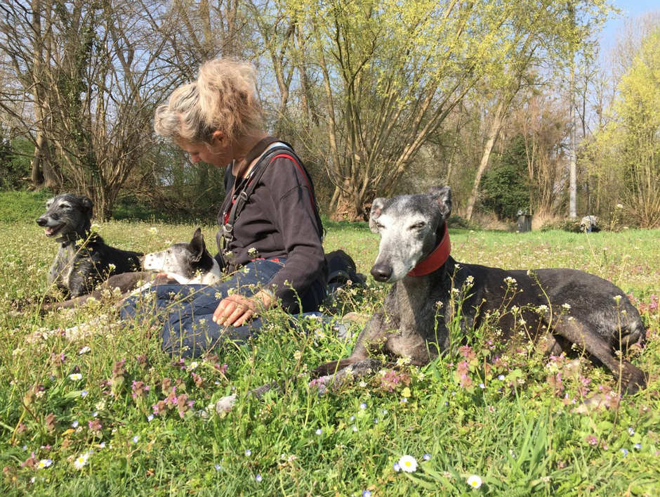 Tierkommunikatorin Janka mit Galgos und einer Podenca.
