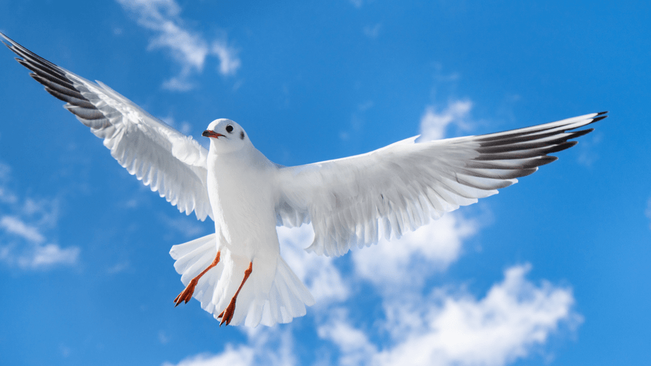 羽を広げた鳥