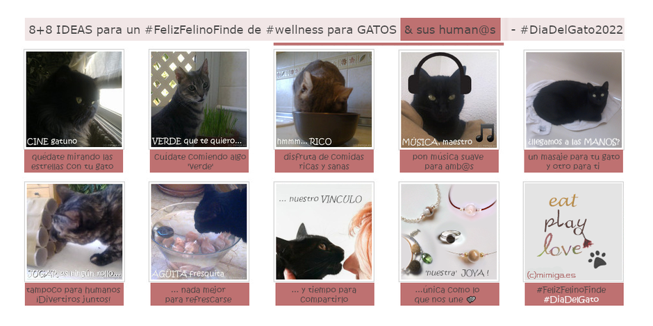 8+8-ideas-para-fin-de-semana-wellness-gatos-y-humanos-dia-del-gato-2022-mi-miga