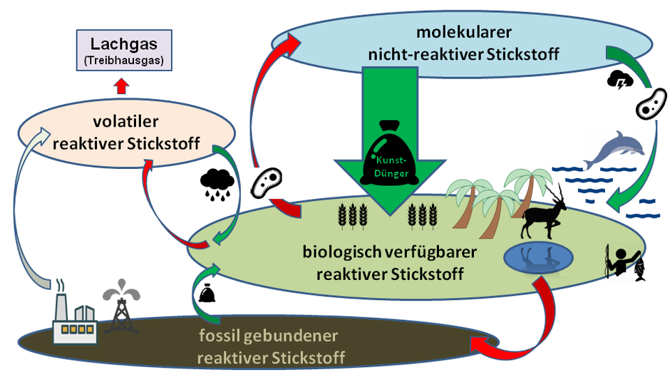 Stickstoffkreislauf reaktiver Stickstoff Künstdünger