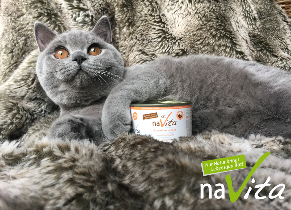 Nierendiätfutter katze - Der Favorit unserer Redaktion