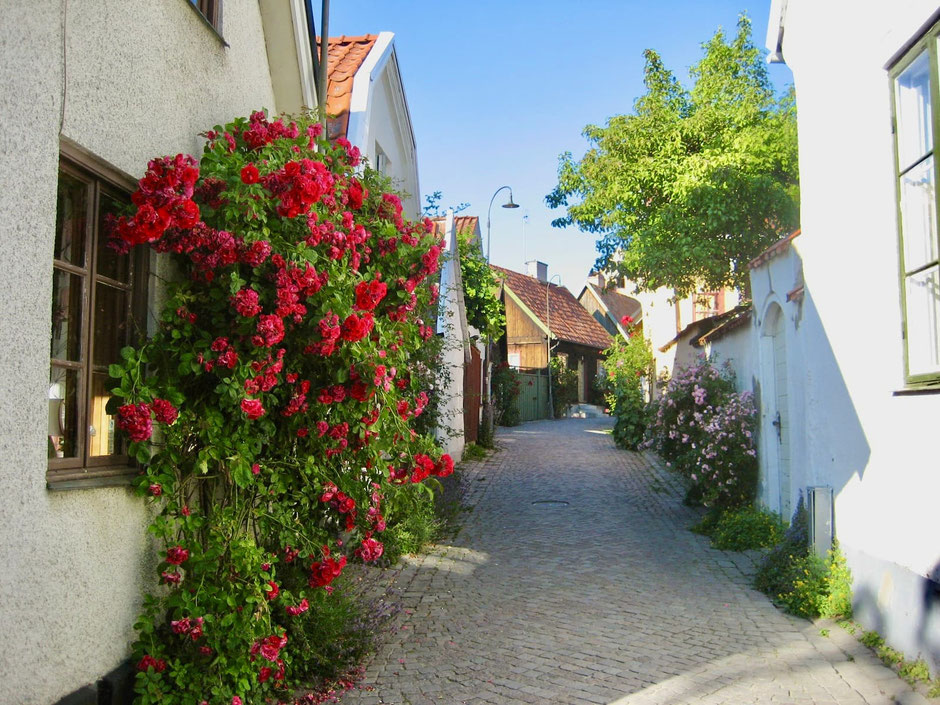 ヴィスビューで薔薇が咲く小道 / A Path Lined with Roses in Visby