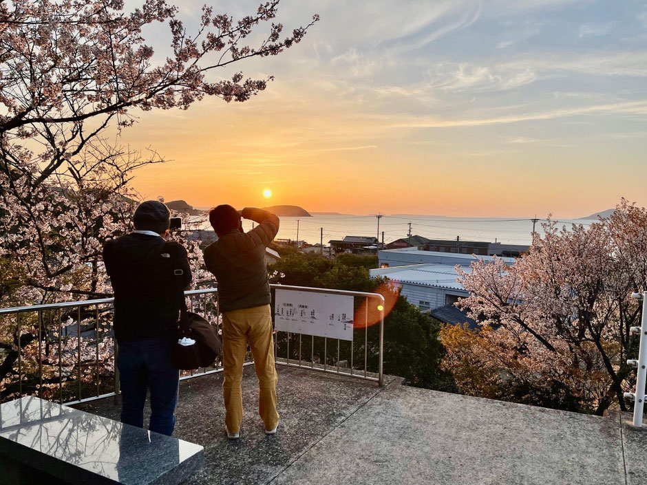 展望台の桜