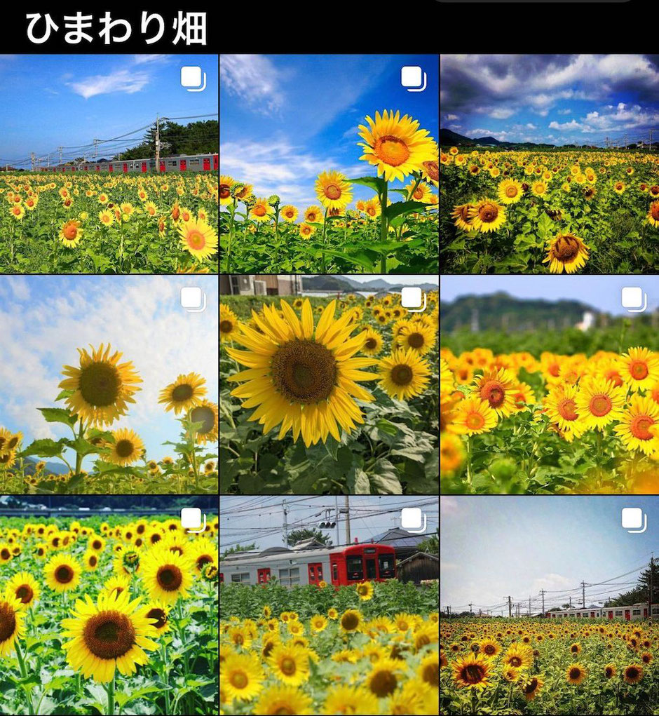 ひまわり畑