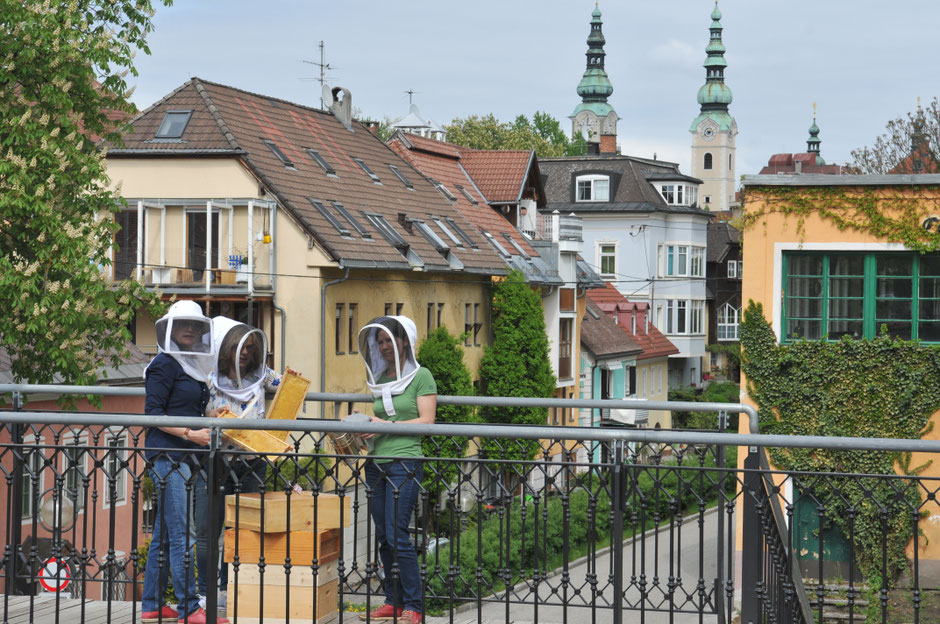 Bienenhaltung in der Stadt Klagenfurt am Wörthersee