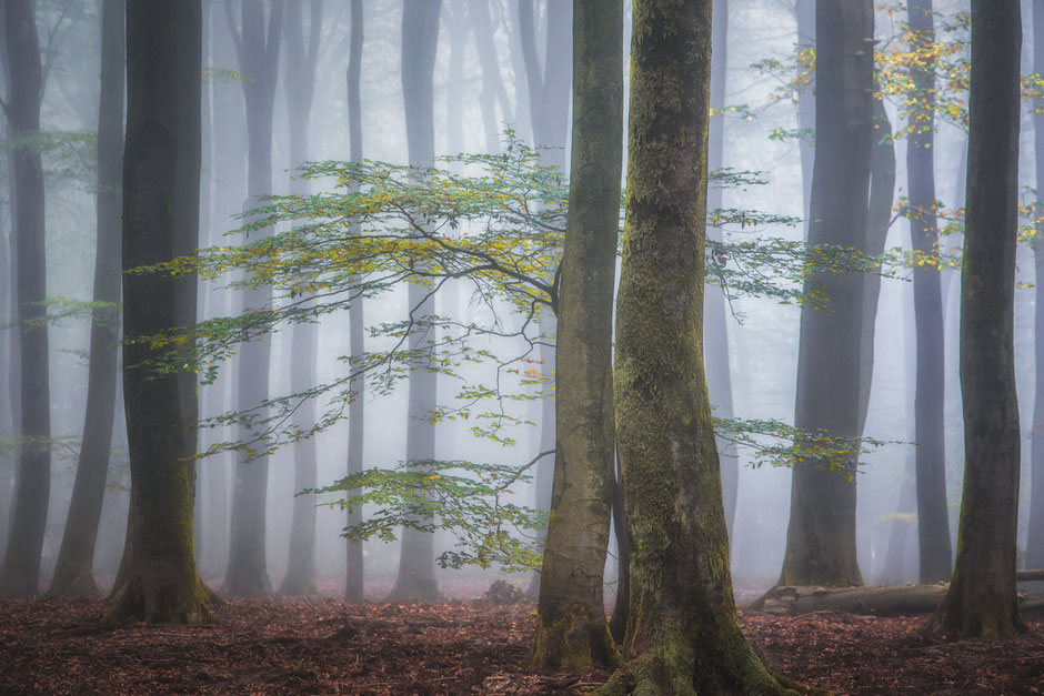 Herfst en mist in het Speulderbos en Sprielderbos