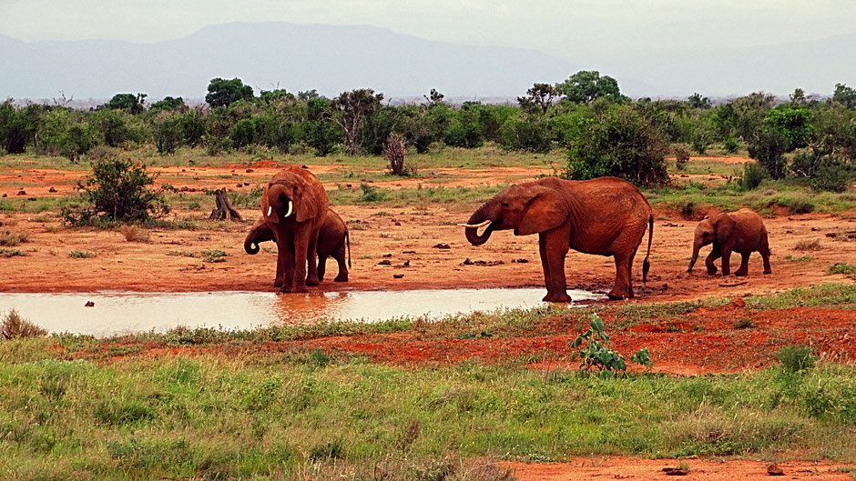 Die roten Elefanten 