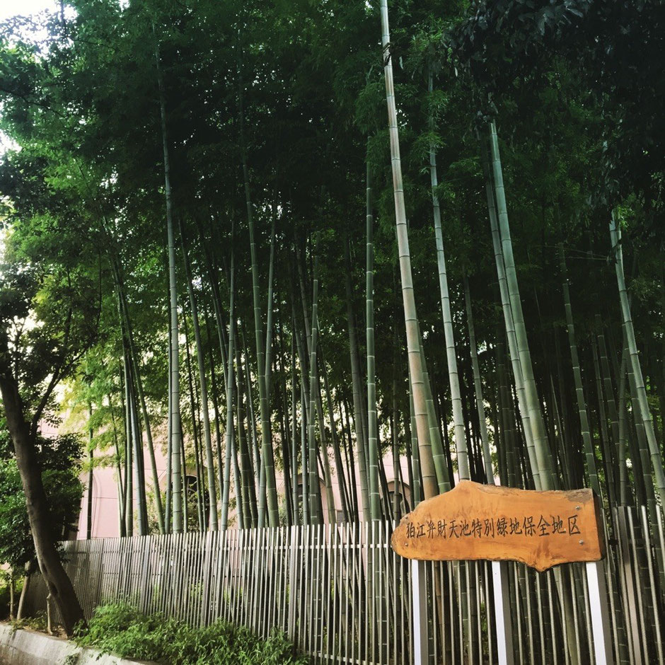 Bamboo Forest in front of Komae station Tokyo Komae Odakyu line nature healing walking tourist spot TAMA Tourism Promotion - Visit Tama　狛江駅前の竹林　東京都狛江市　小田急線　自然　癒し　散策　観光スポット　多摩観光振興会