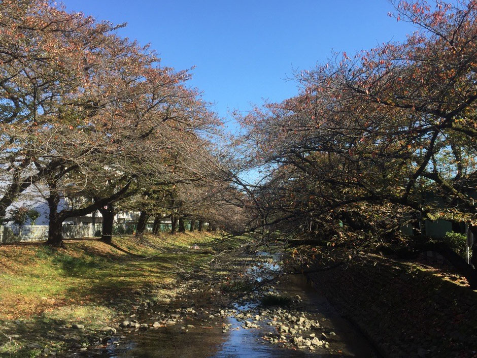 Negawa River road Red Leaves season Tokyo Tachikawa fall autumn tachikawa park nature walking hidden nice tourist spot TAMA Tourism Promotion - Visit Tama 　根川緑道　 秋の紅葉の季節　東京都立川市　立川公園　自然　散策　観光スポット　多摩観光振興会