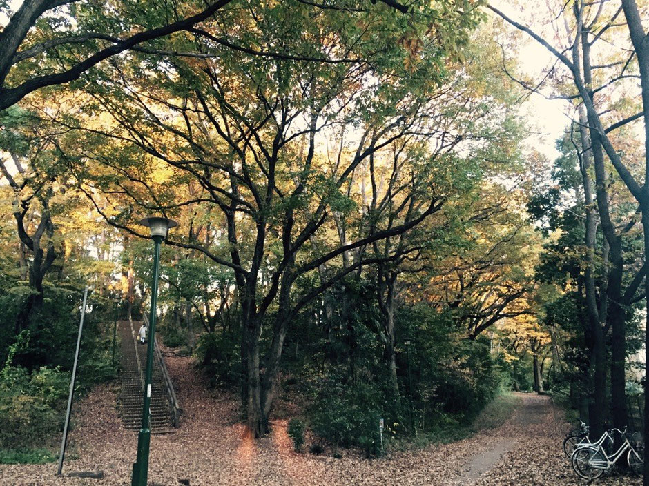 Musashidai Park Tokyo Fuchu nature walking healing tourist spot border point with Kokubunji city TAMA Tourism Promotion - Visit Tama　武蔵台公園　東京都府中市　自然　散策　癒し　観光スポット　国分寺市境　多摩観光振興会