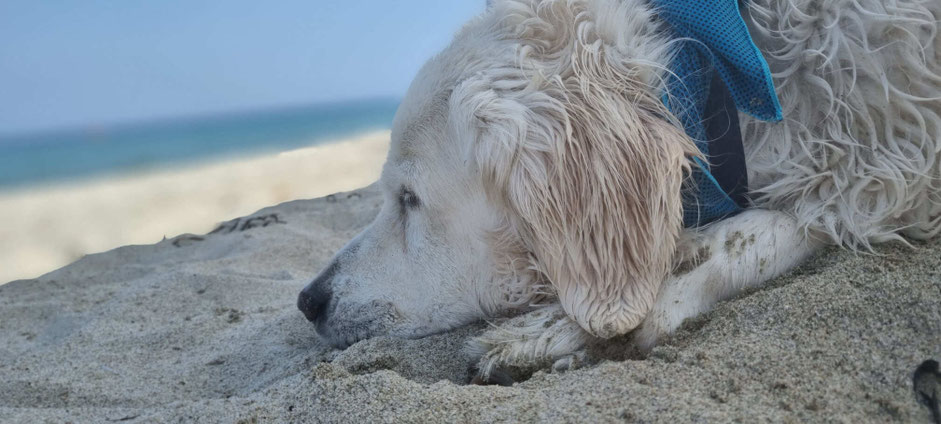 Golden Retriever Dommel geniet van de zee in Italië
