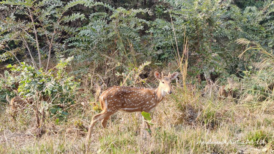 バルディア国立公園内走行時現れた野生のシカ