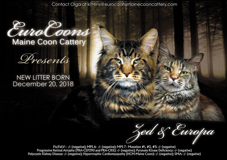 zeds maine coon kittens for sale