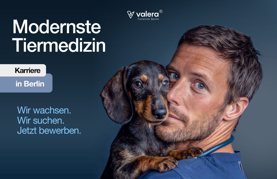 SEO Tierarztpraxis – Suchmaschinenoptimierung für Tierärzte und Tierkliniken
