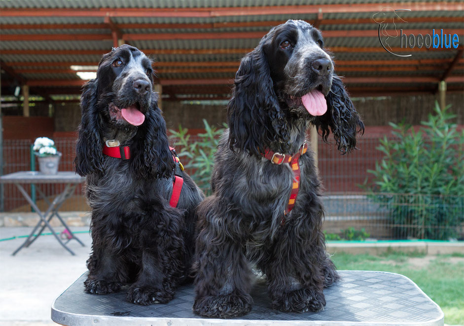 Cocker Spaniel Inglés - Camada "Q" de Chocoblue