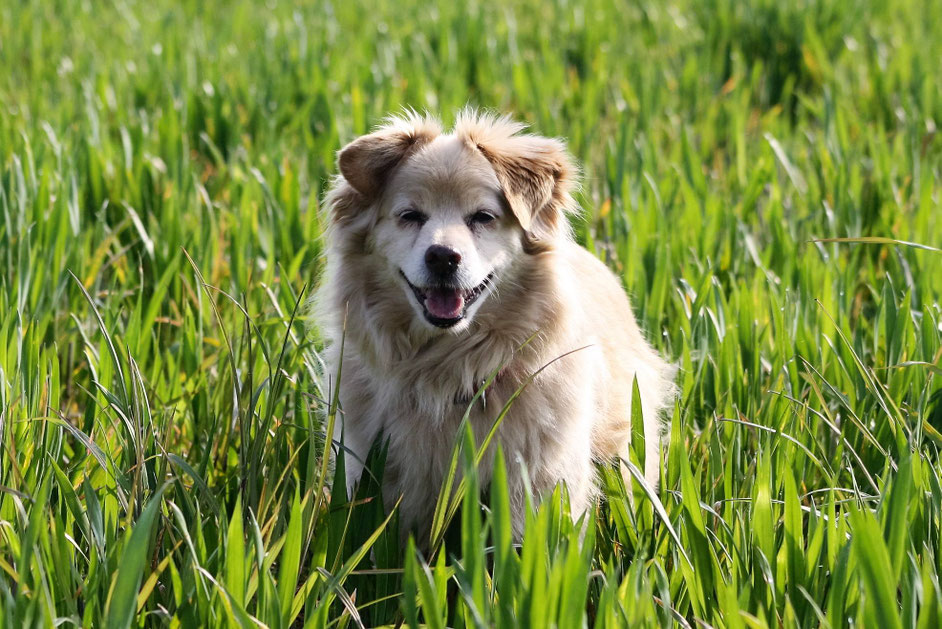 Physiotherapie beim alten Hund hundephysiotherapiemarxs Webseite!