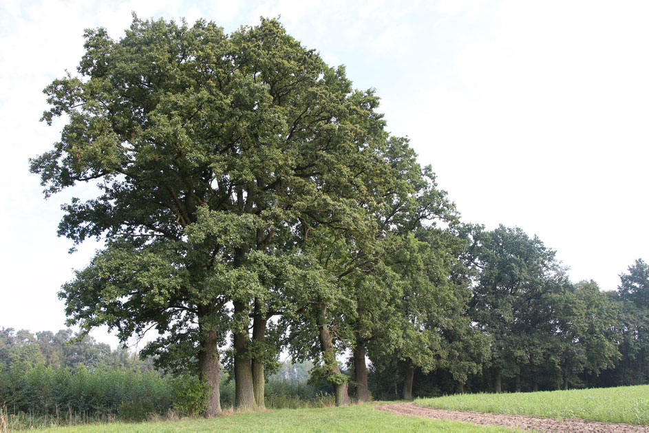 Schutzgebiet Rainer Wald 