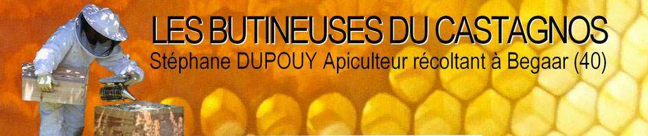 Le miel des butineuses du Castagnos