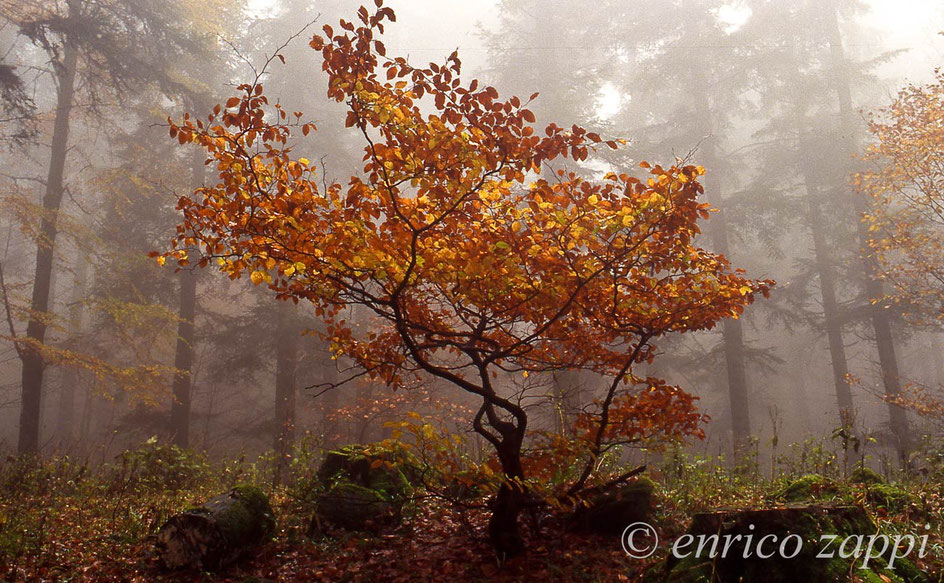Interno del bosco della Lama, loc. Fangacci, in una giornata d'autunno con una nebbiolina armoniosa.