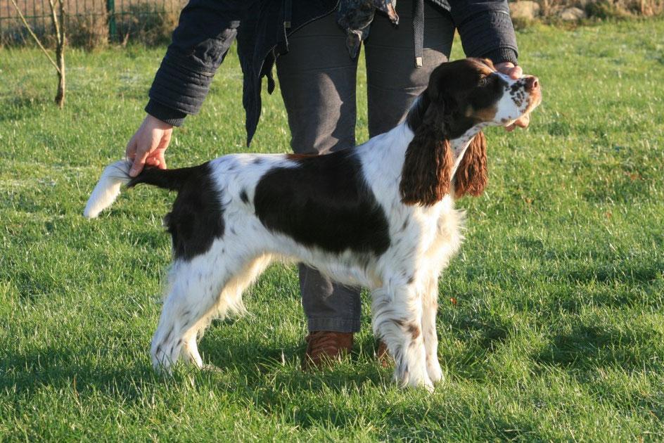 Imke vom Belauer See (Yola), 16 months old. Photo: Ulf F. Baumann