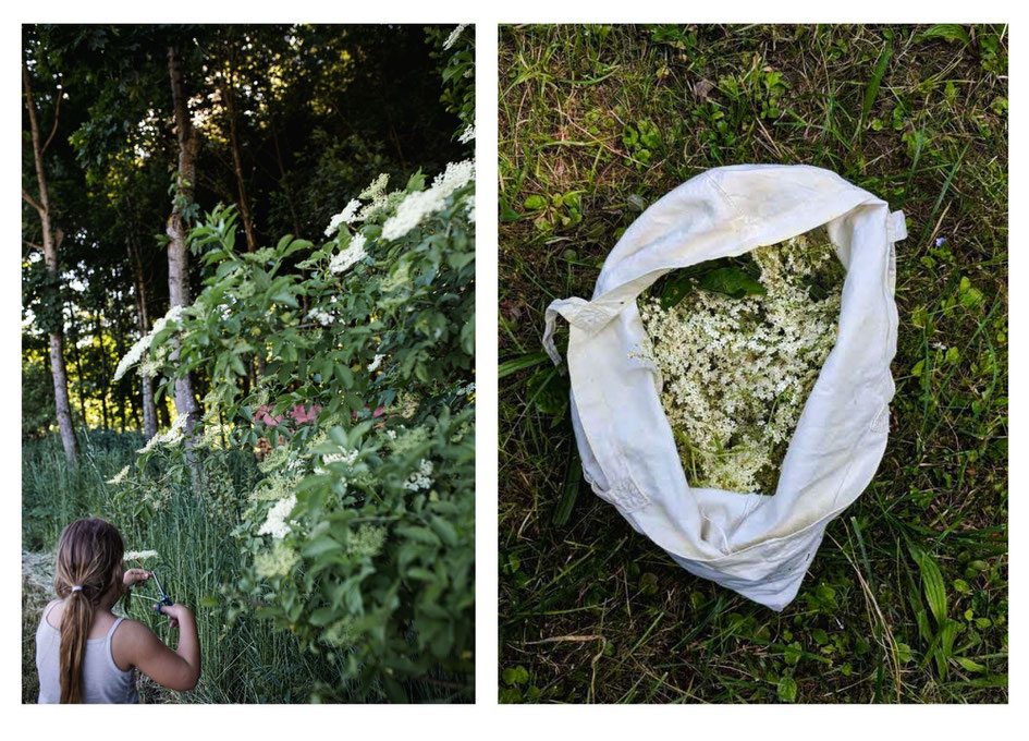 Holunderblüten sammeln am Waldrand und gebackene Holunderblüten (Hollerkücherl)